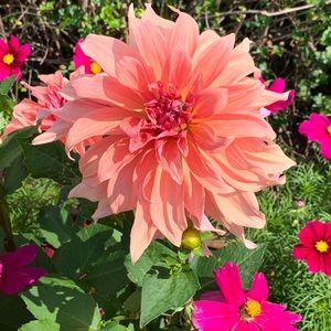 Meet your Posher, Lori